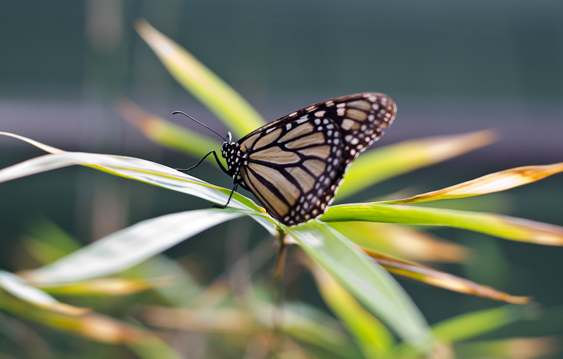 #Butterfly Wonderland-105