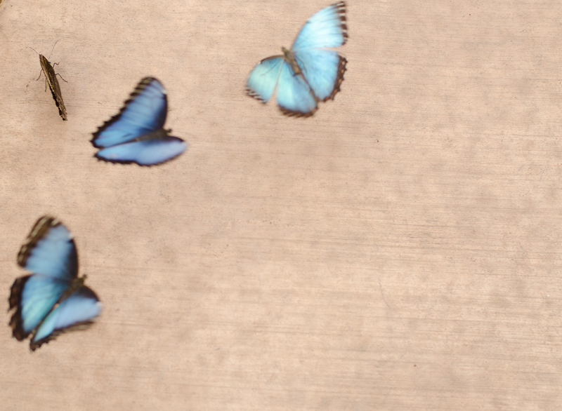 #Butterfly Wonderland-107