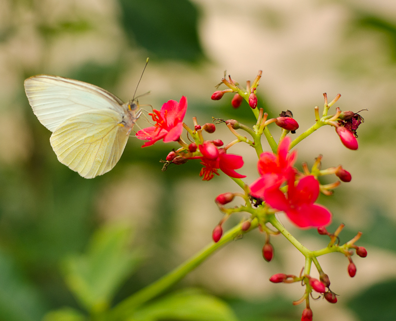 #Butterfly Wonderland-108