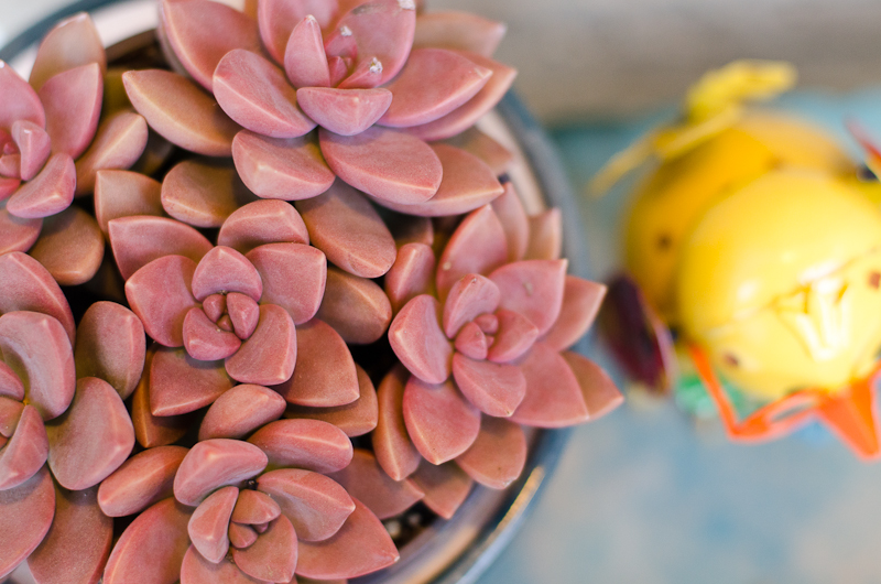 Kate Eschbach Photography-2