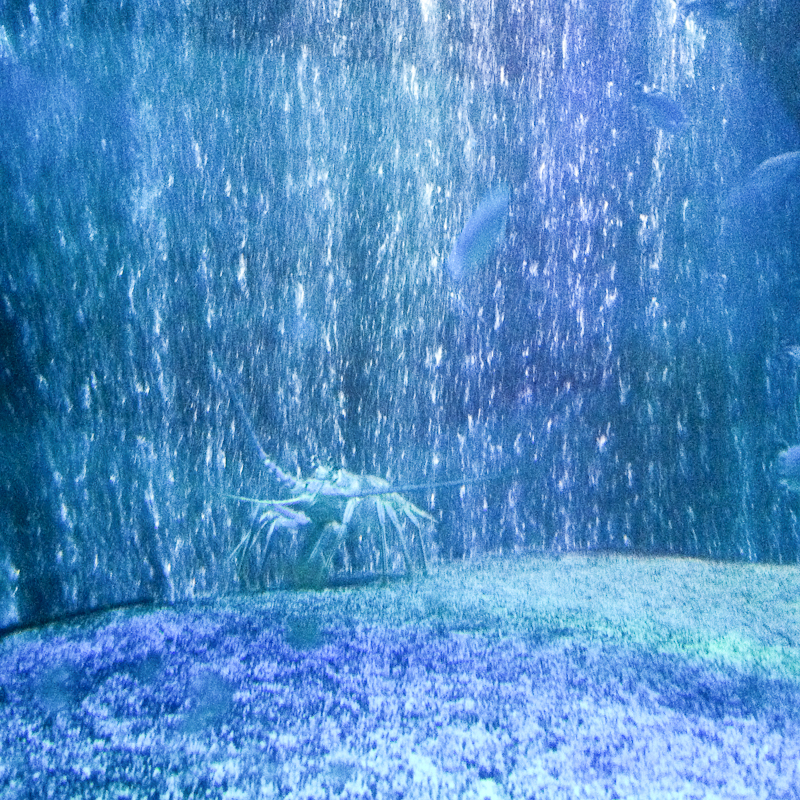 Kate Eschbach iPhone Photography-5