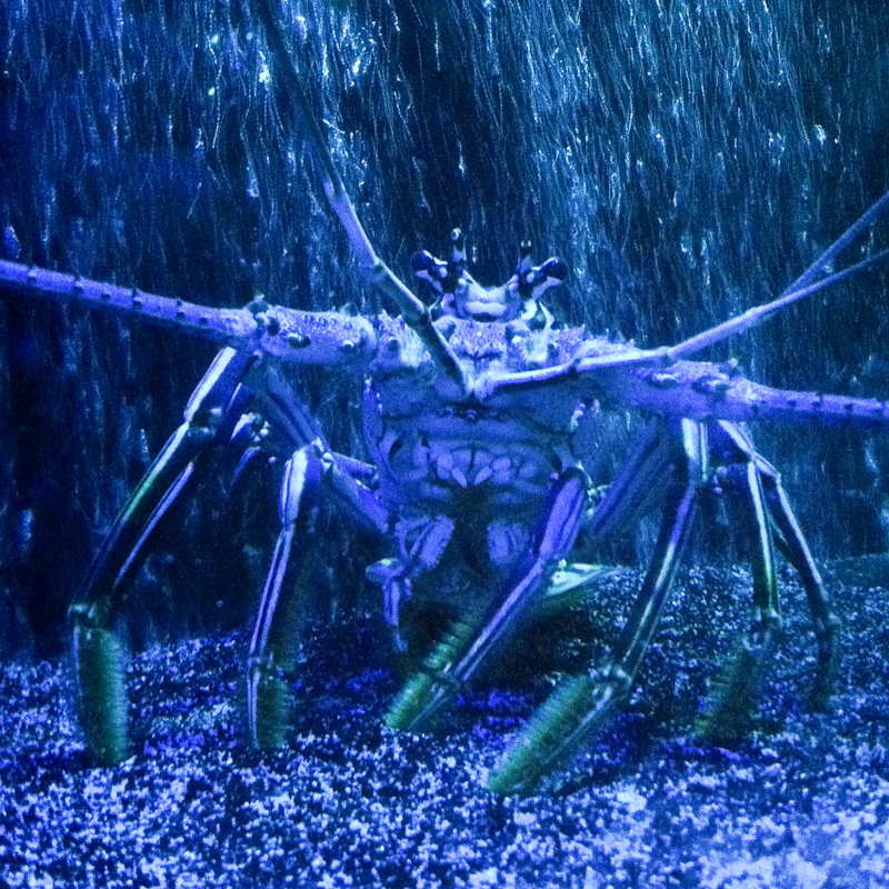 Kate Eschbach iPhone Photography-6