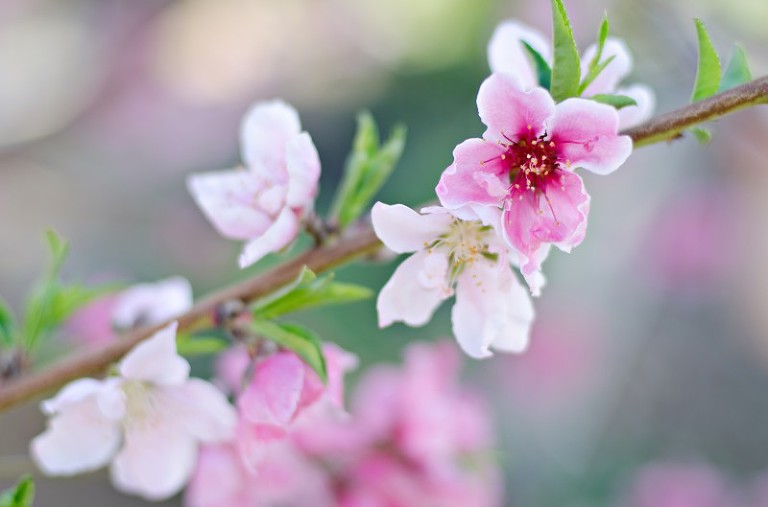 Peach Tree in Spring via Kate Eschbach Photography