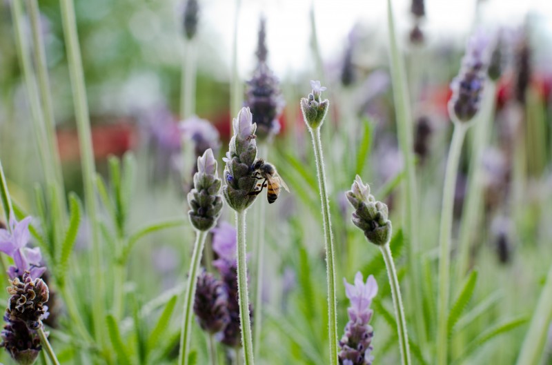 Kate Eschbach Photography-3