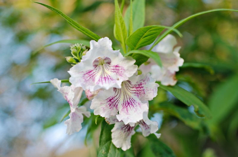 Kate Eschbach Photography-6jpga