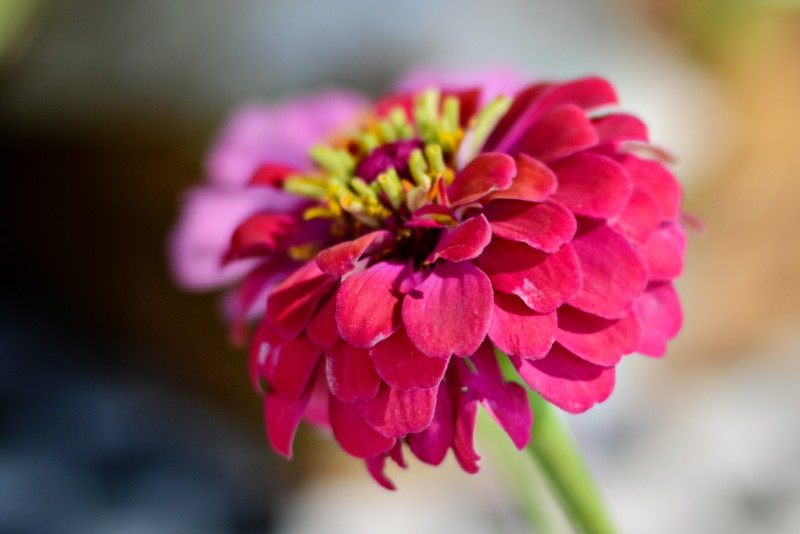 Kate Eschbach Photography-2a