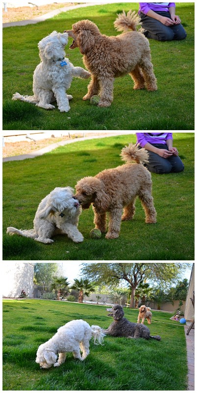 Murphy - Purina One 28 Day Challenge 8