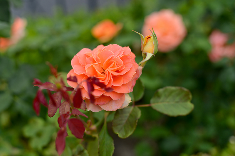 Kate Eschbach Photography-10FB