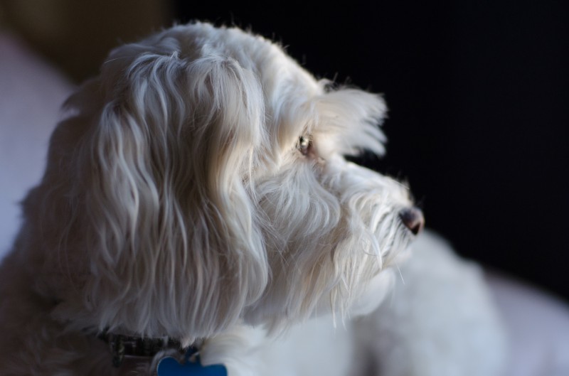 Murphy - Purina One 28 Day Challenge 3