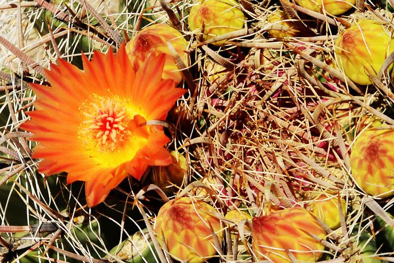 San Xavier del Bac-3a
