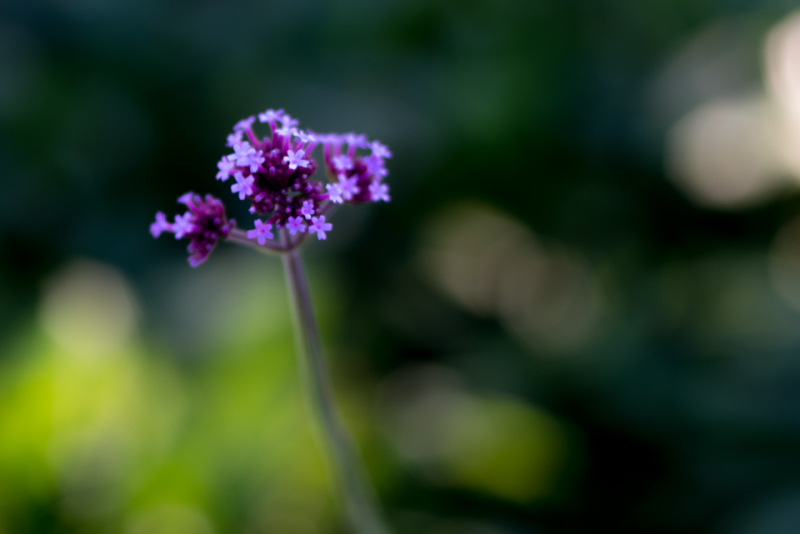 Kate Eschbach Photography-19