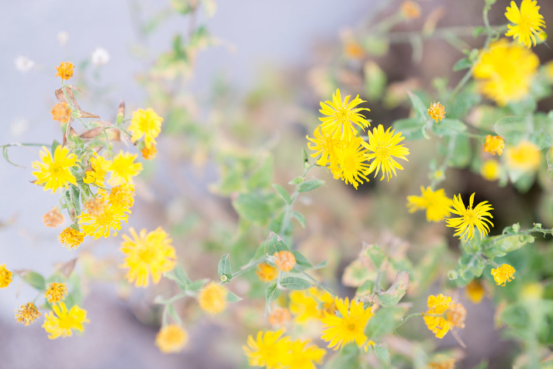 Kate Eschbach Photography-5