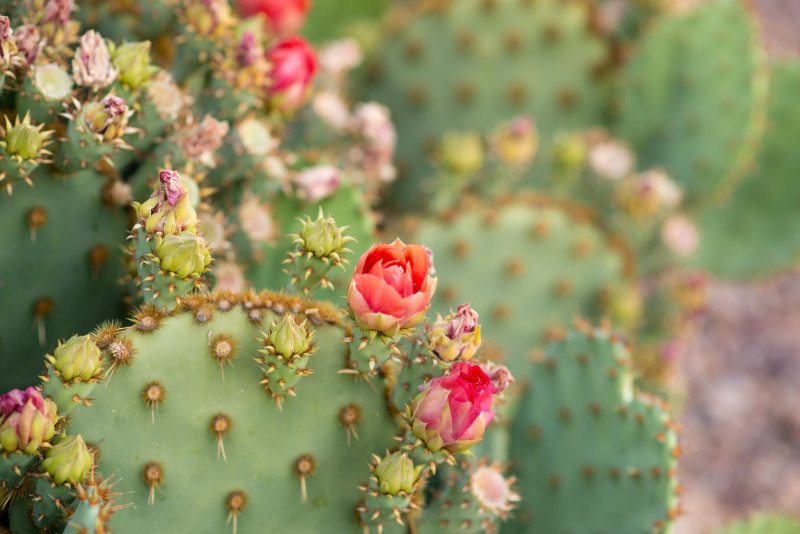 Kate Eschbach Photography-2