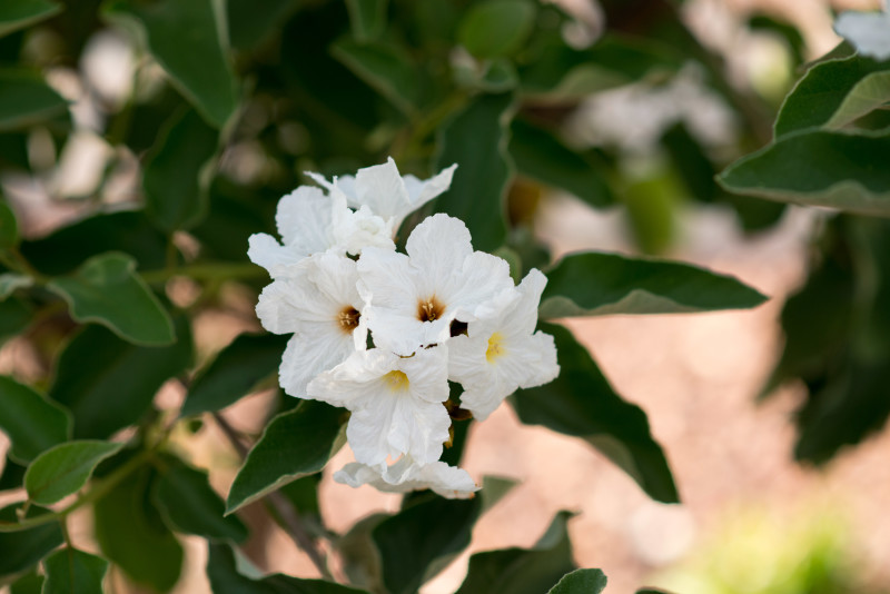 Kate Eschbach Photography-4