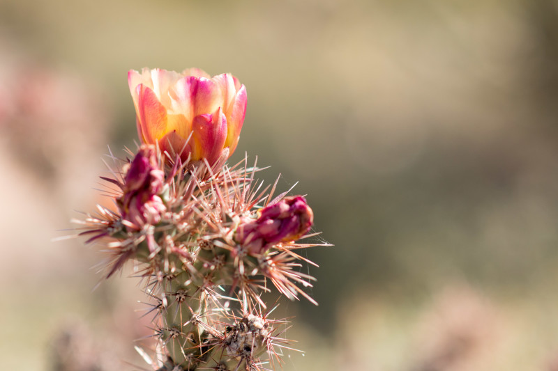 Kate Eschbach Photography-5