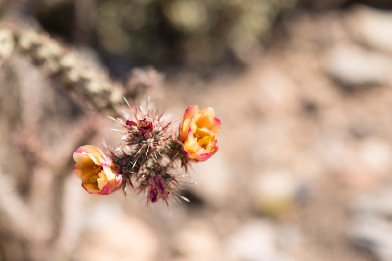 Kate Eschbach Photography-6