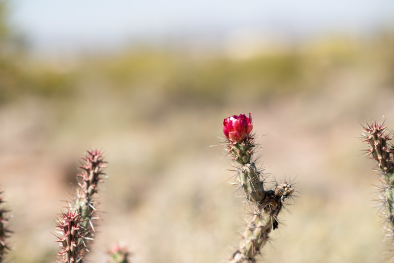 Kate Eschbach Photography-7