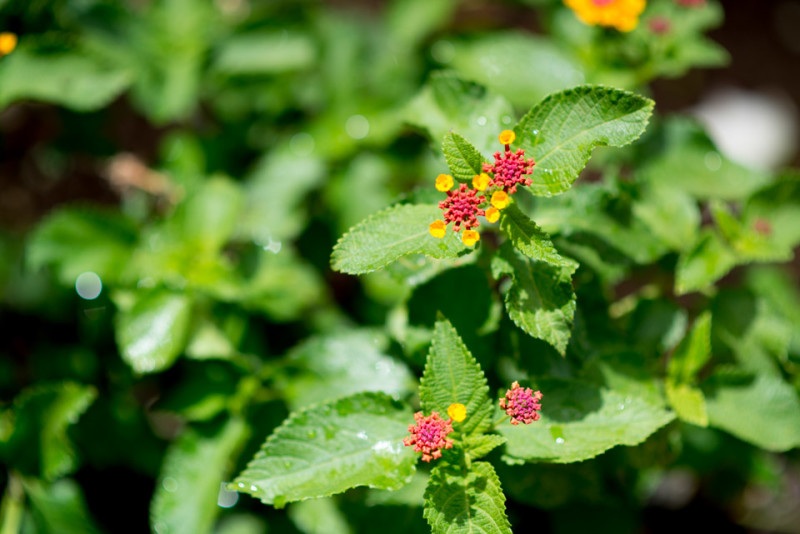 Kate Eschbach Photography-4