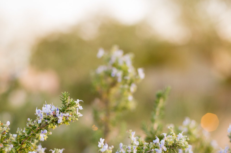 Kate Eschbach Photography-8464