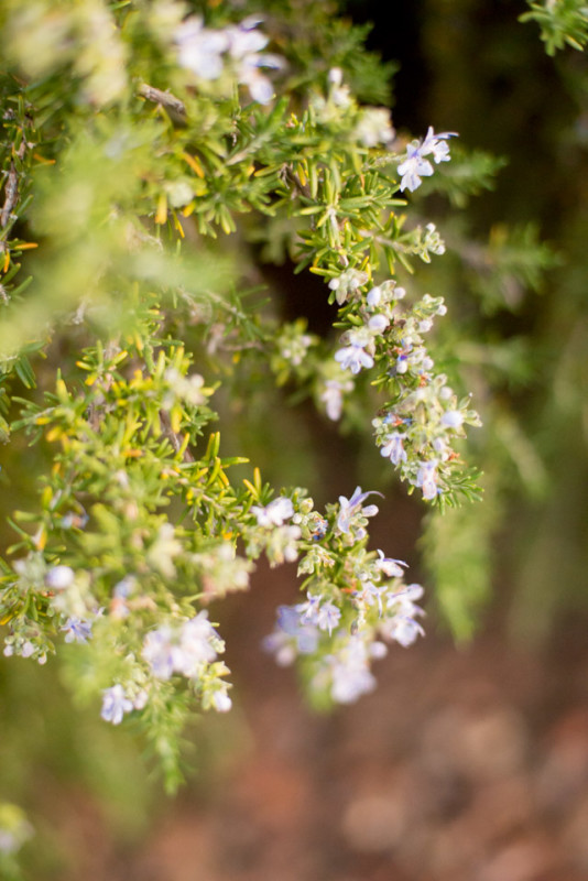 Kate Eschbach Photography-8465