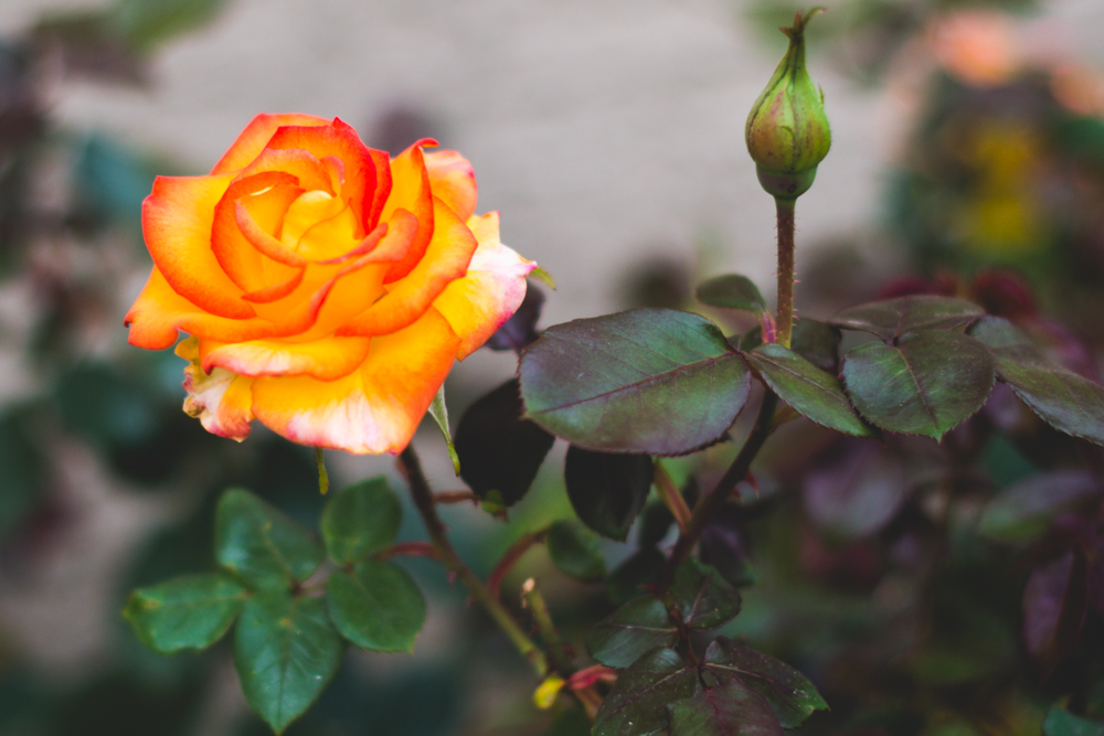 Wasting Wonderful Time