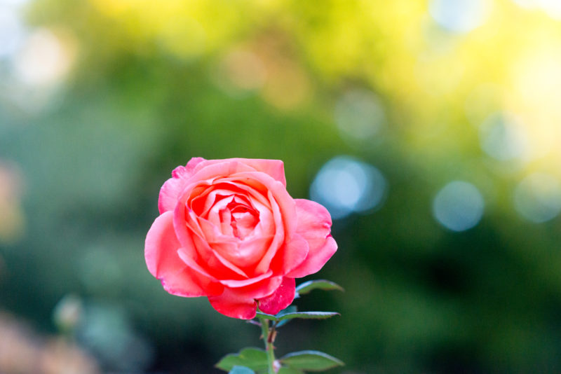 pink rose in full bloom
