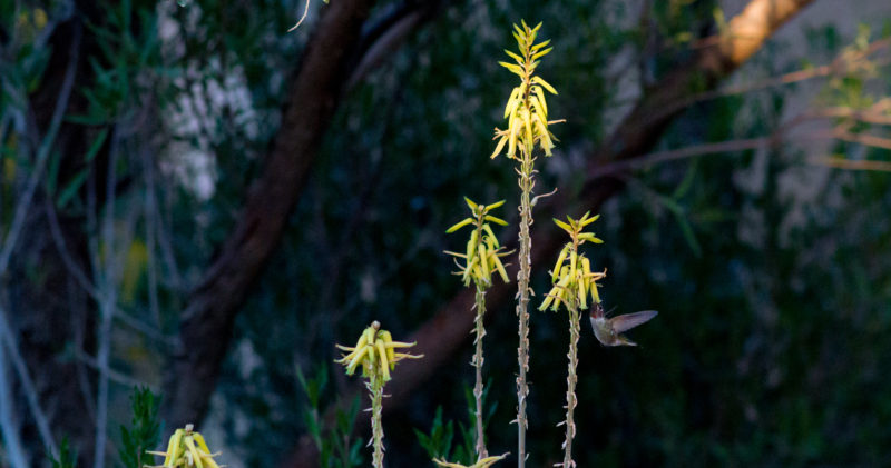 Hummingbird at Boyce Thompson Arboretum