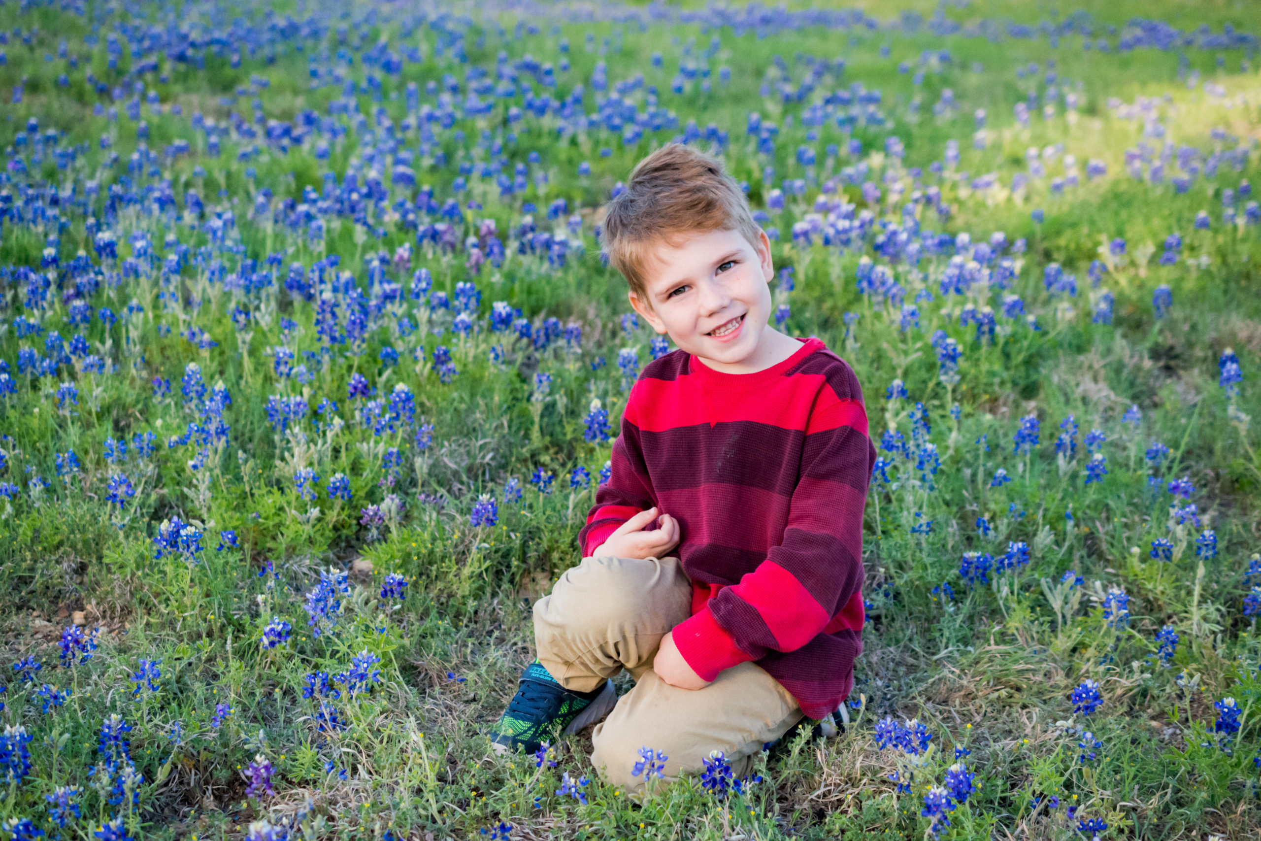 Texas Bluebonnets