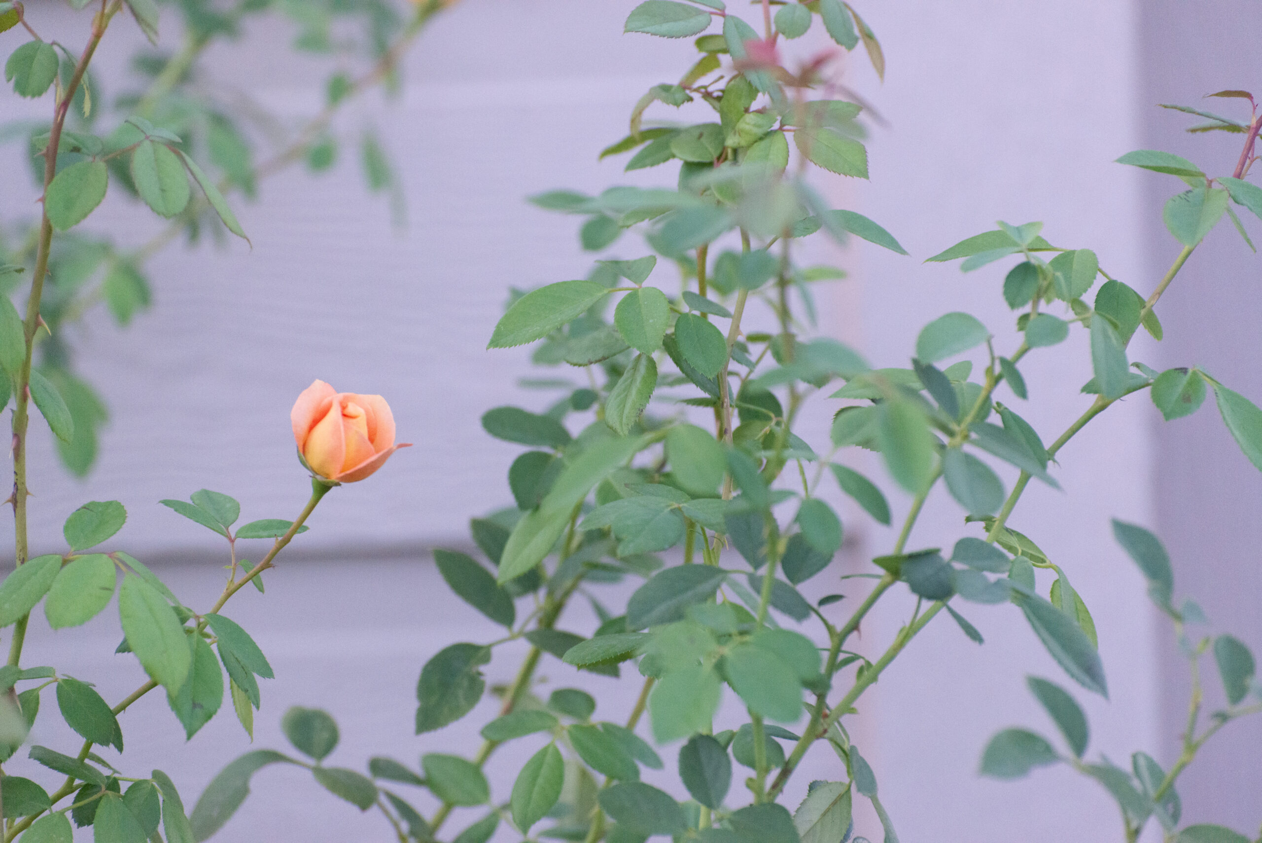 The Cloud of Witnesses – the Saints, a book, and leaves