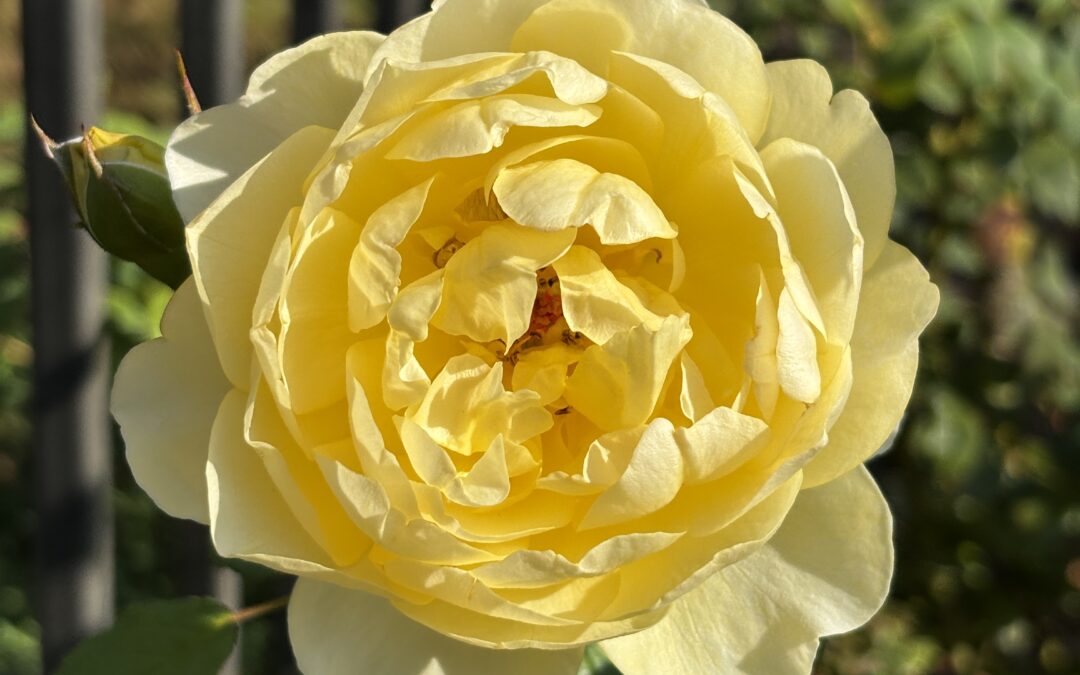 Hey kids, Check the oil!