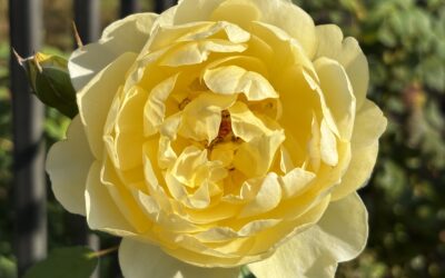 Hey kids, Check the oil!