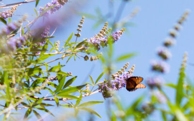 Word of the Year {2026}