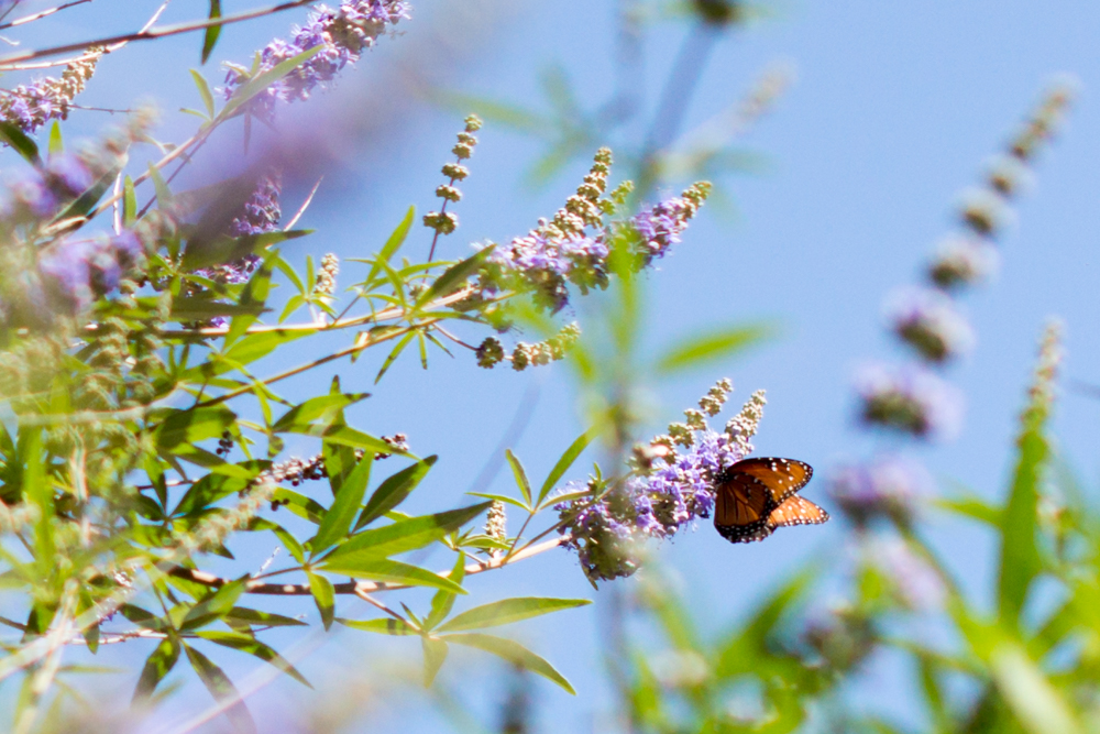 Word of the Year {2026}